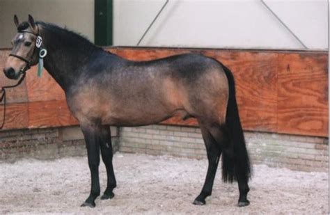 Sulaatik’s Vilenne: SULAATIK’S VERSACE x LITTLE BOY DU 